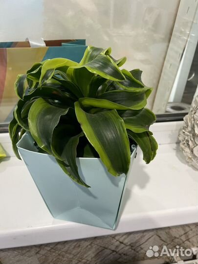 Комнатные цветы