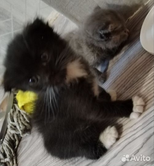 Кошки породистые бесплатно