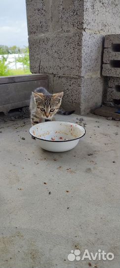 Котята ищут дом