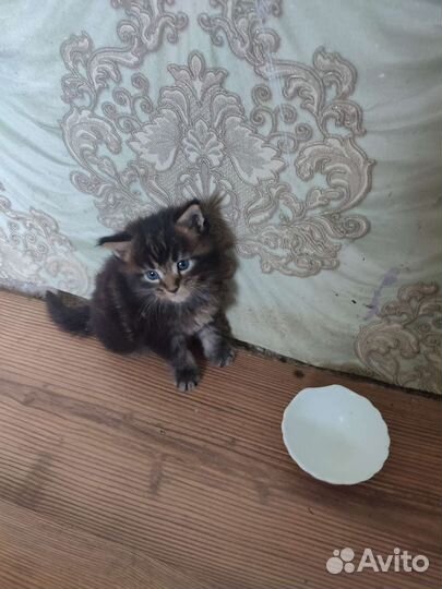 Котята мейн-кун