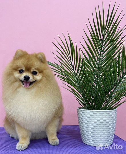 Стрижка собак, профессиональный груминг