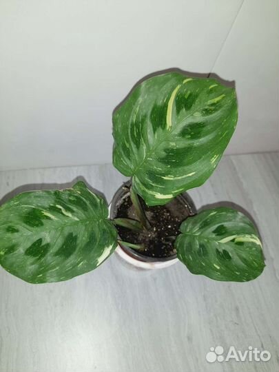 Комнатные растения