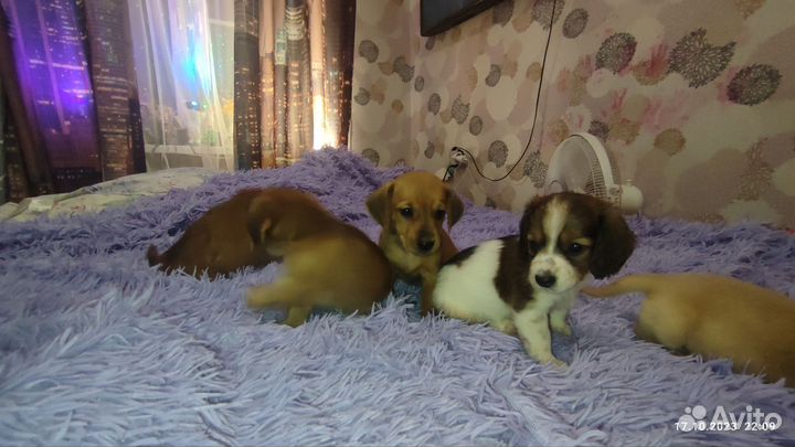 Собаки щенки