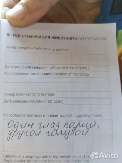 Собака в добрые руки отдам бесплатно