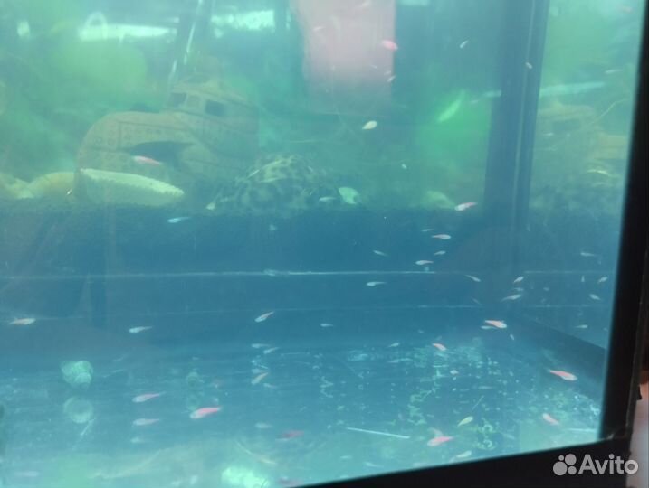 Мальки Данио glofish
