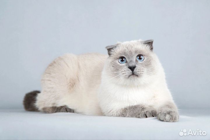 Котик Мустафа в добрые руки