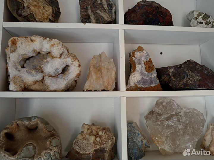 Минералы. Окаменелости. Пирит. Жеоды. Септарии