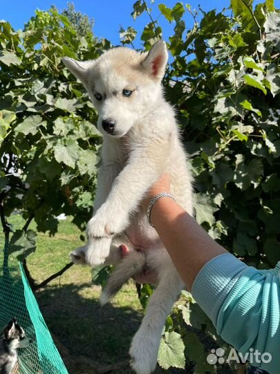 Щенки сибирской хаски