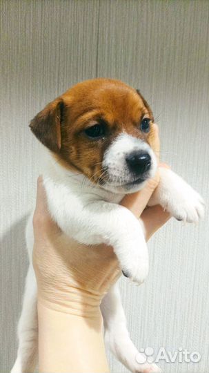 Джек рассел терьер