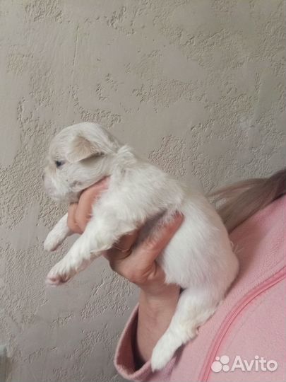 Щенки пекинеса