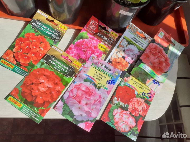 Пеларгония герань