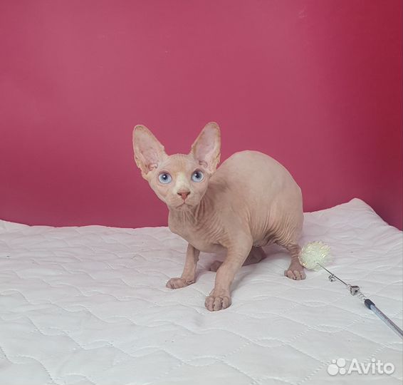 Котенок девочка синеглазая
