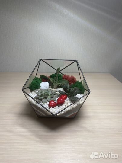 Флорариум суккуленты