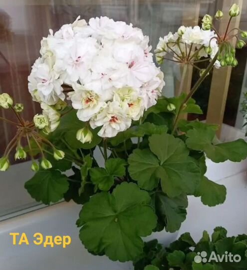 Пеларгония герань