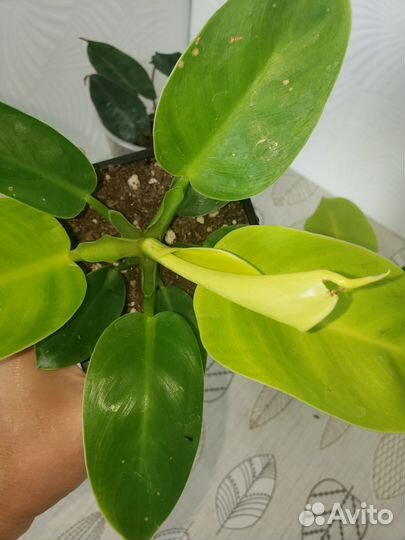 Филодендрон