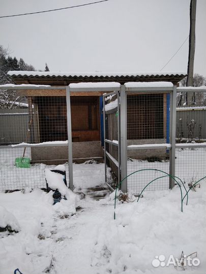 Передержка собак