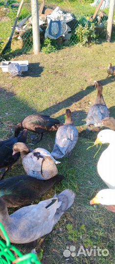 Мускусные утки (индоутки)