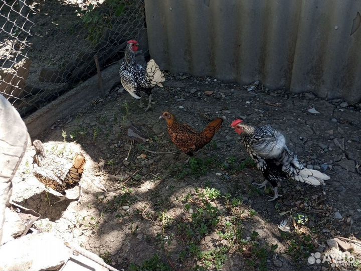 Петушки породы сибрайт