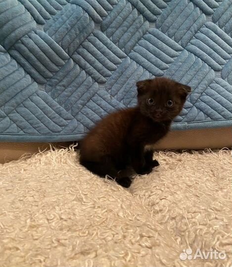 Котенок девочка в добрые руки