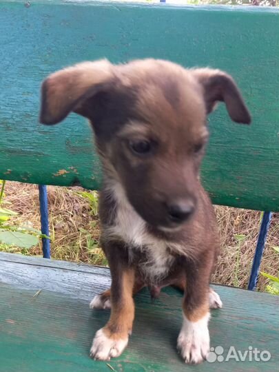 Ушастик - мальчик 1,5 месяца. Будет до 12кг