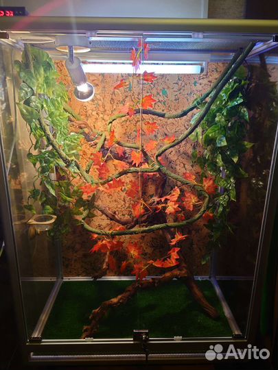 Передержка хамелеонов и других рептилий