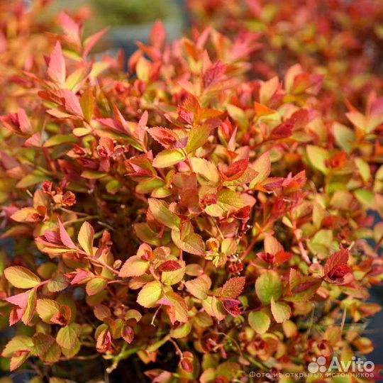 Спиреи яркие для бордюров и композиций