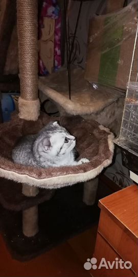 Вислоухая кошечка