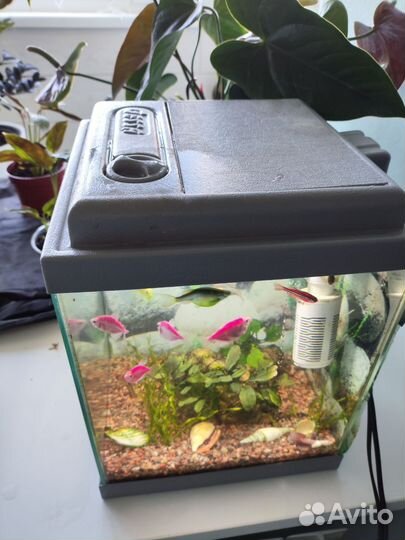 Аквариум куб 20 литров