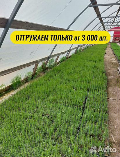 Сеянцы ели окс