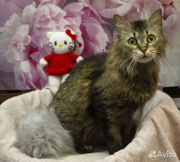 Сибирская домашняя кошка