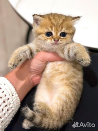 Британские котята золотая шиншилла