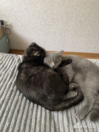 Британская кошка бесплатно