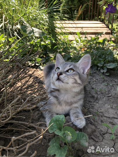 Кошечка в добрые руки