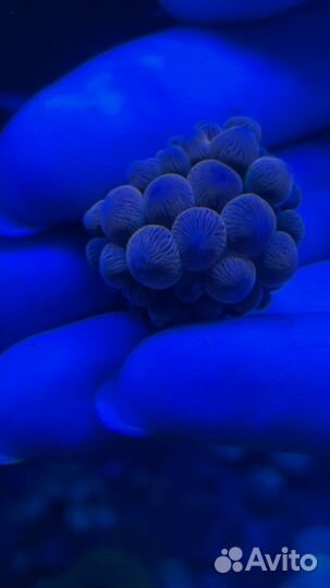 Актиния,Горгонария,палитоя Грандис, креветки Вишня