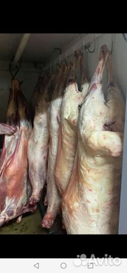 Мясо халяль,Кость говяжья мозговая