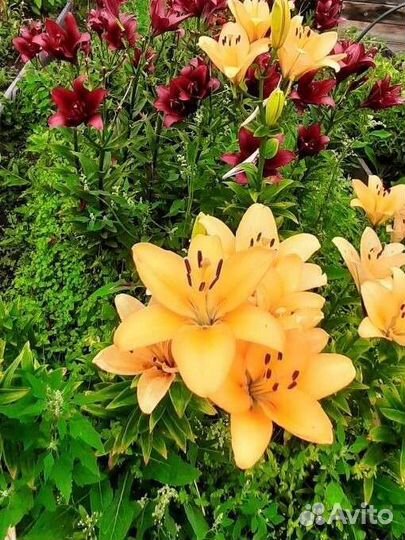 Продаю лилий азиатские зимостойкие 80р