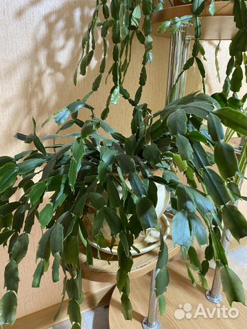 Декабрист шлюмбергера белый