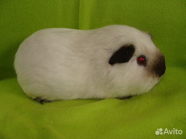 Морские свинки