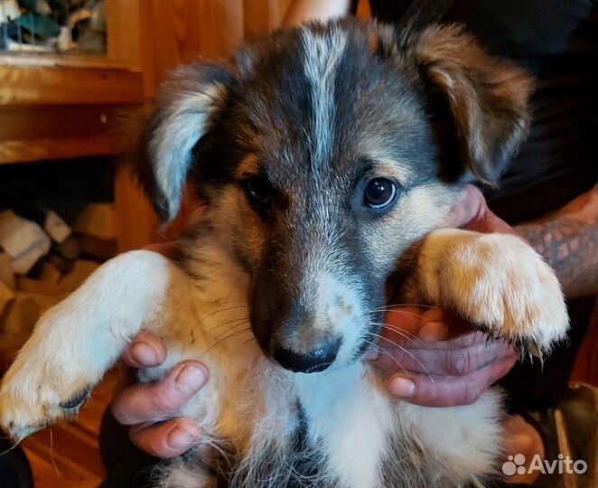 Щенки бесплатно