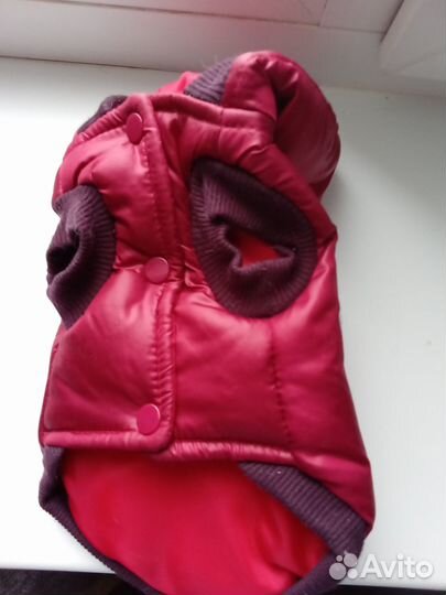 Одежда для маленьких собак чихуа