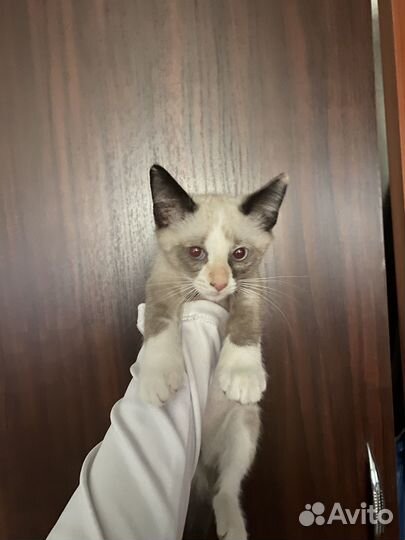 Кошки в добрые руки бесплатно
