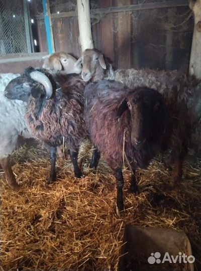 Овцы бараны