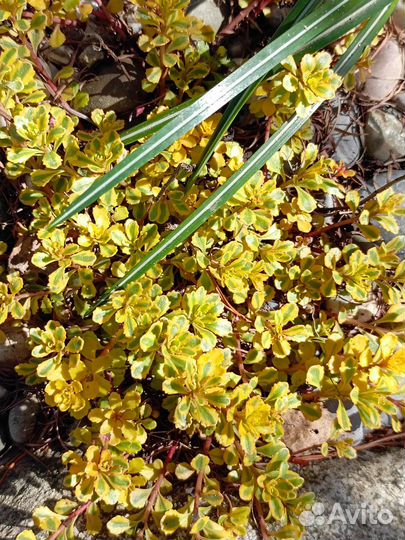 Садовые многолетники