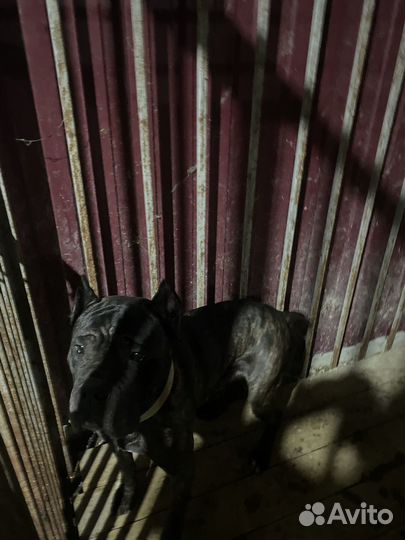 Кобель вязка кане корсо бесплатно