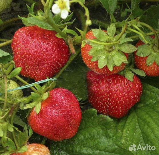 Саженцы клубники Гигантелла