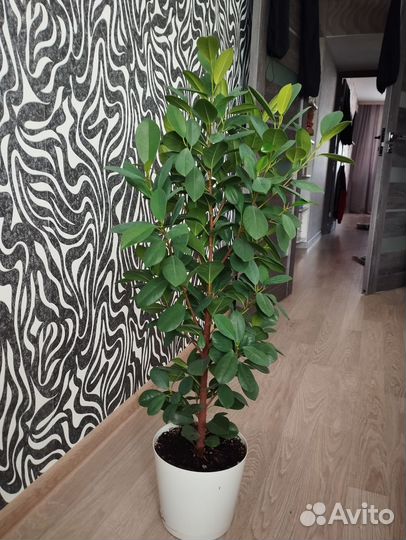 Комнатные цветы алоэ