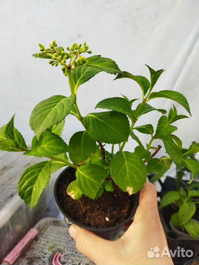 Гортензия метельчатая, гибридная,древовидная