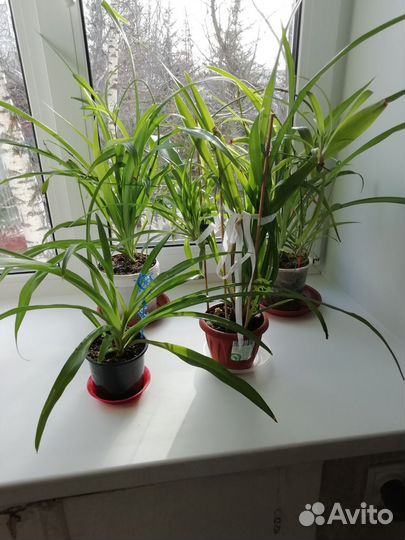 Хлорофитум