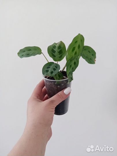 Комнатные растения цветы