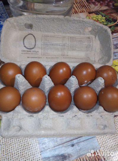 Инкубационное яйцо кур маран